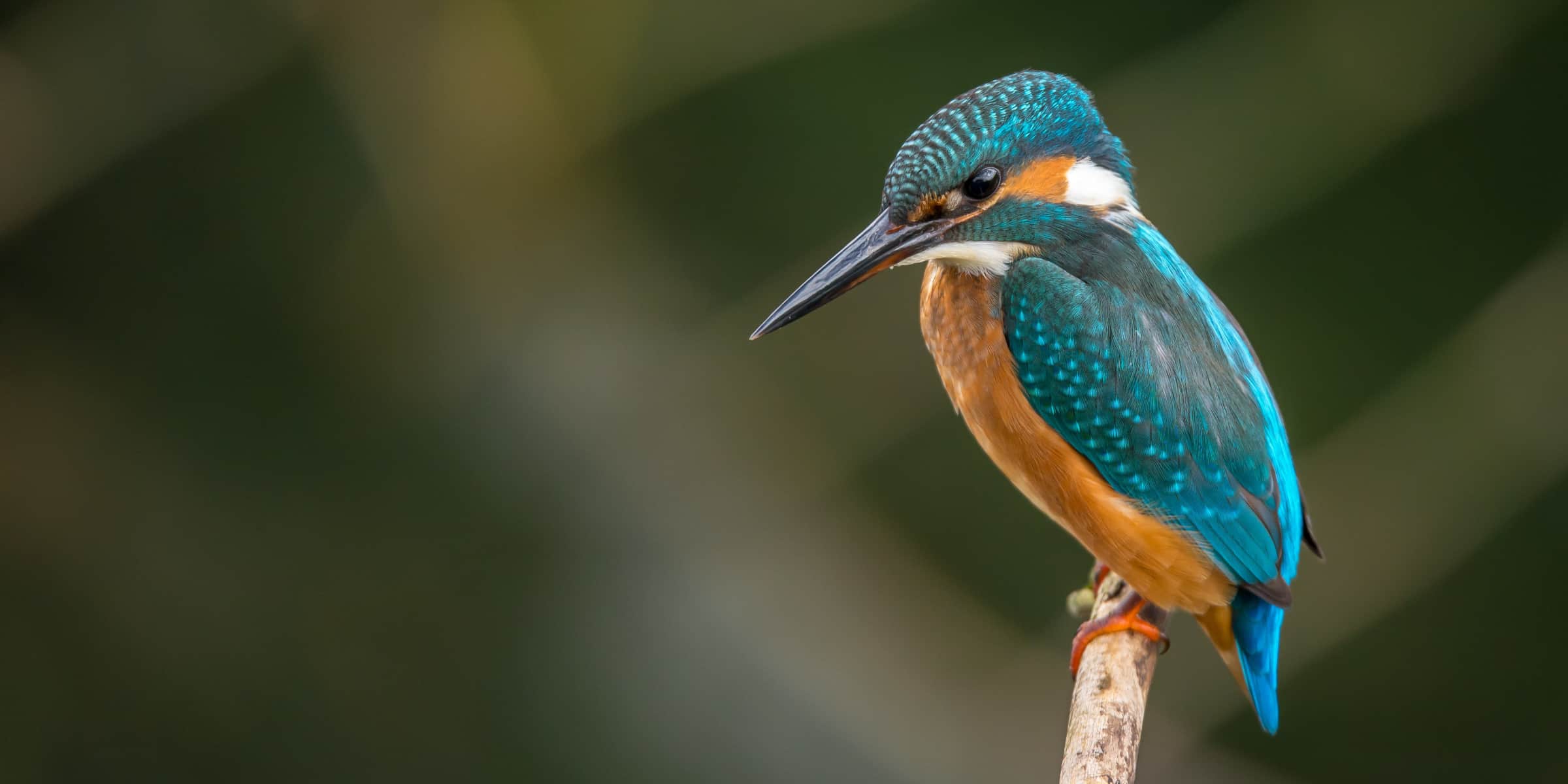 kingfisher