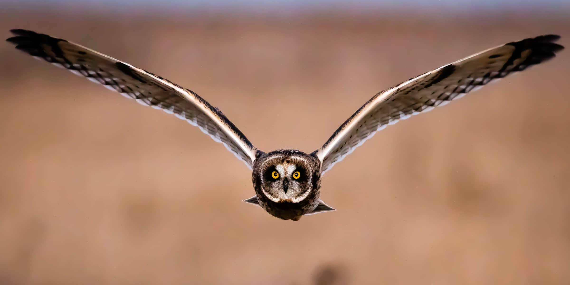 owl-flying